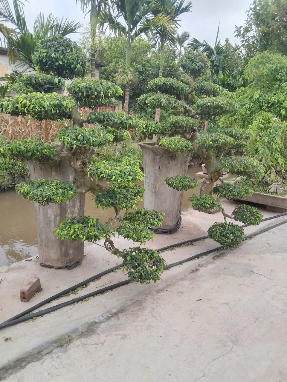THU MUA CÂY CẢNH, CÂY BONSAI
